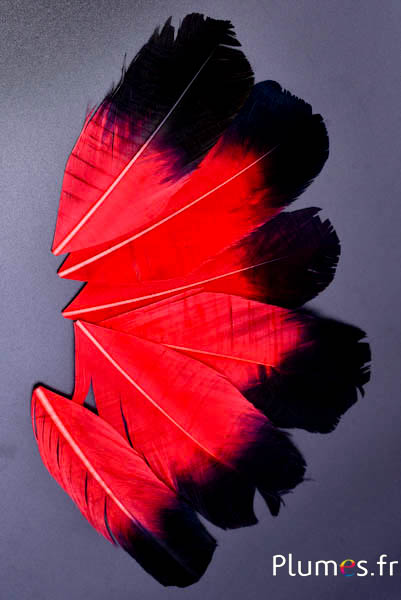 Blütenblatt aus Federn - 11-15 x 5-6 cm - rot-schwarz